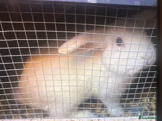 Mixed Breed rabbits Female white rabbit - Advert 13