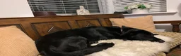 Mixed Breed dogs for sale: 3/4 German Shepherd 1/4 Labrador  - Advert 6