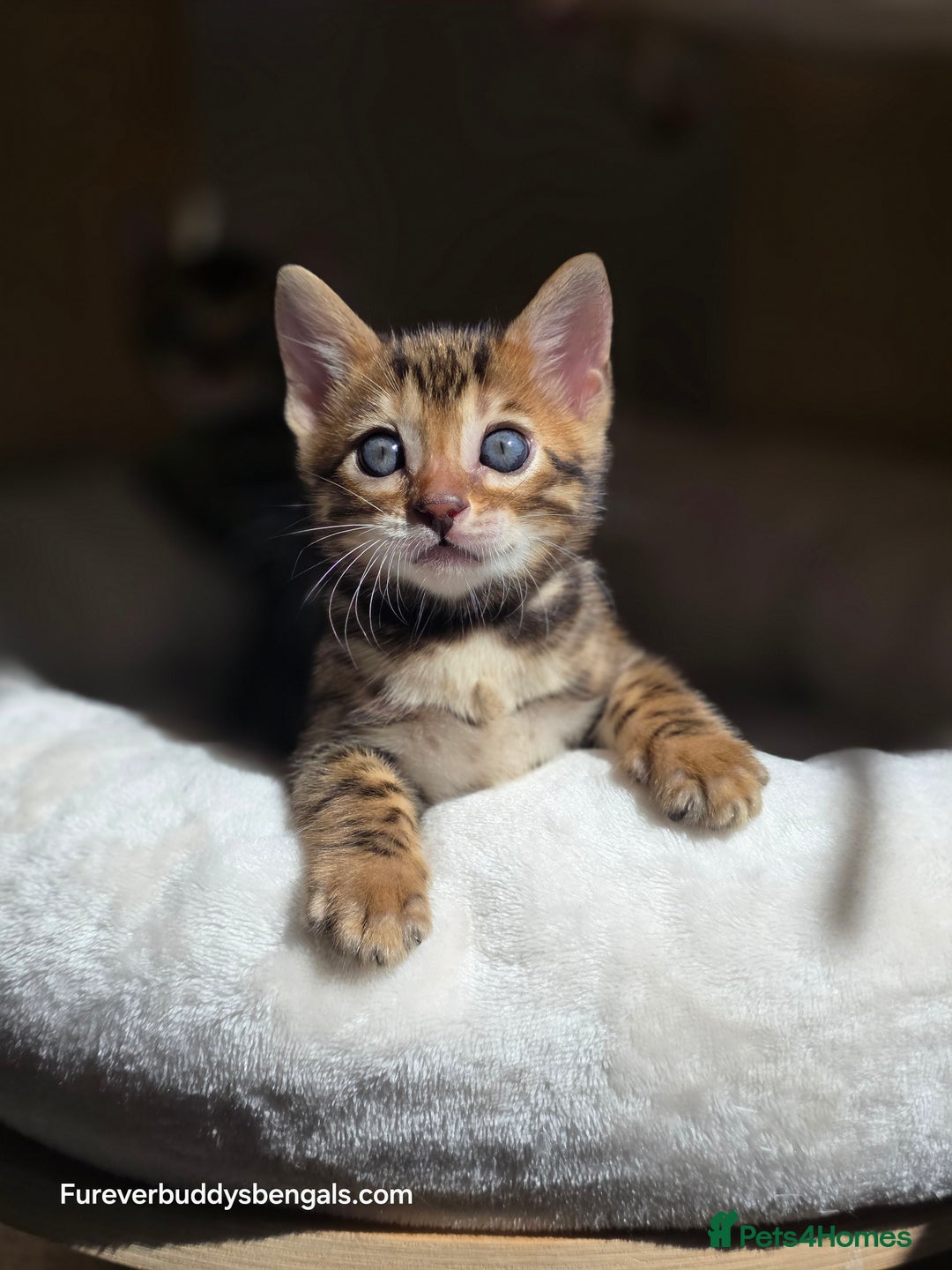 Bengal cats for sale: Gorgeous Pedigree Bengal Kittens  - Image 10