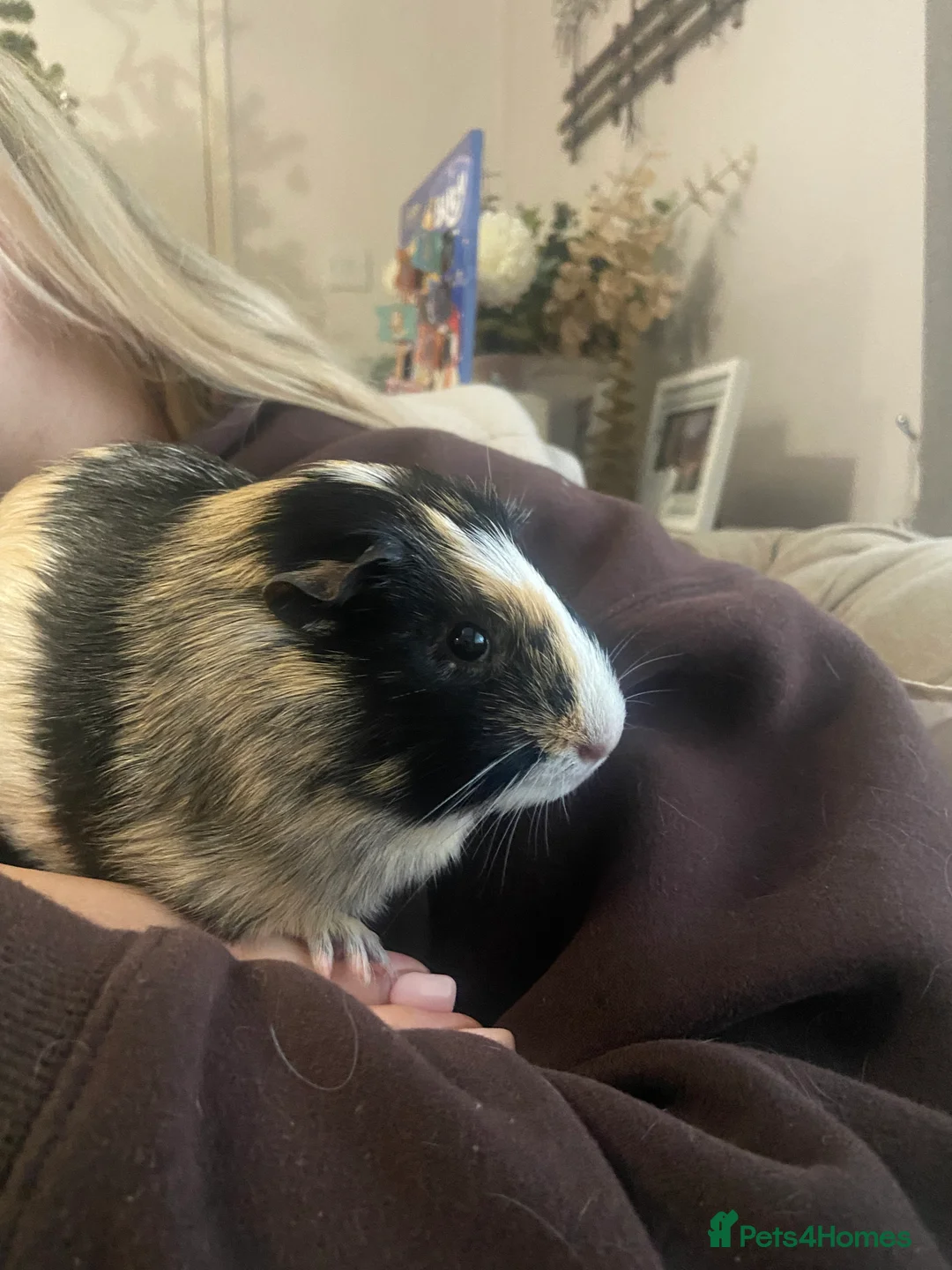 Guinea Pig rodents for sale: 2 Pair of male boars  in Harlow - Advert 2