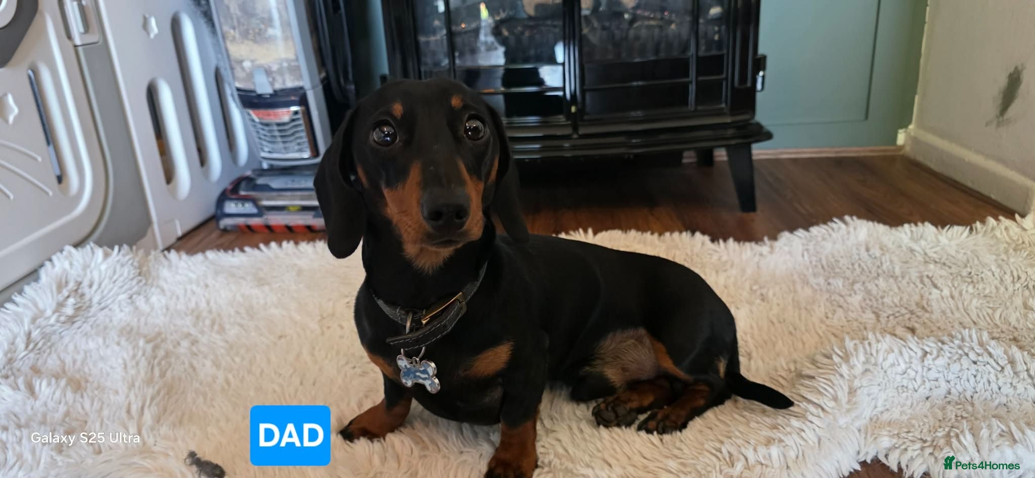 Dachshund dogs Miniature Dachshund Puppies (PRA Clear) - Advert 2
