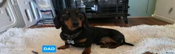 Dachshund dogs for sale: Miniature Dachshund Puppies (PRA Clear) in Clacton-on-Sea - Advert 8