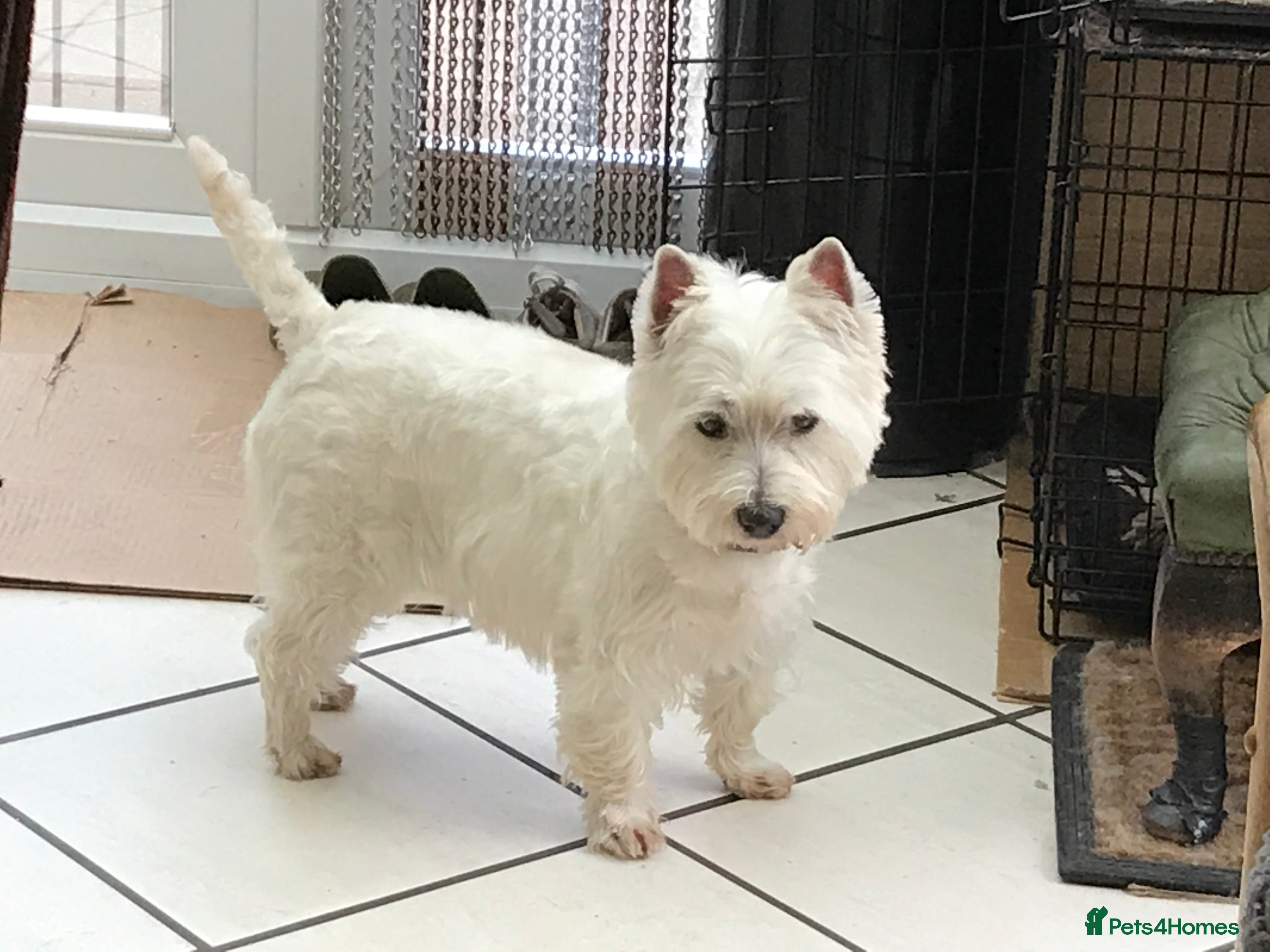 West Highland Terrier dogs Quality proven stud dogs in Doncaster - Advert 1