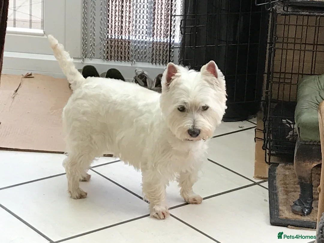 West Highland Terrier dogs for stud: Quality proven stud dogs in Doncaster - Advert 3