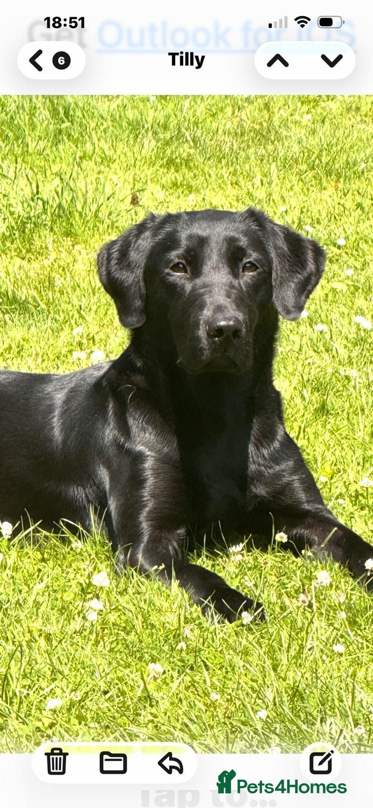 Labrador Retriever dogs Something a bit special - Advert 2