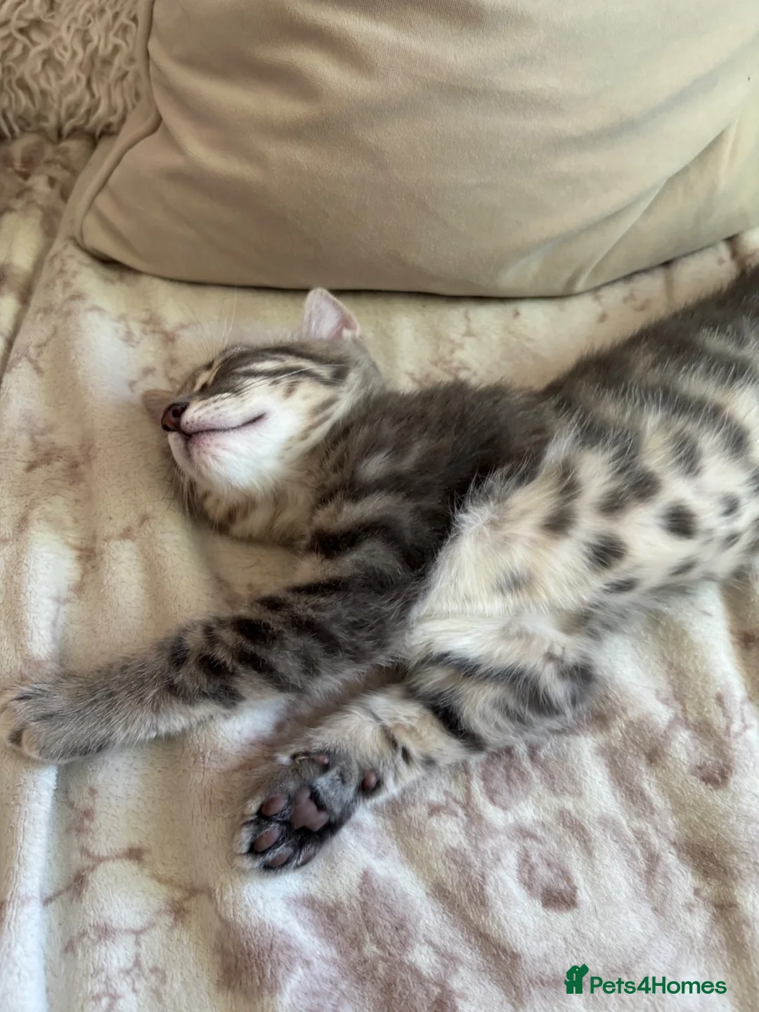 Mixed Breed cats for sale: One beautiful boy left 🩶 - Advert 6