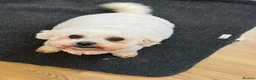 Bichon Frise dogs for sale: Bichon frise kc adult female in Sittingbourne - Advert 4