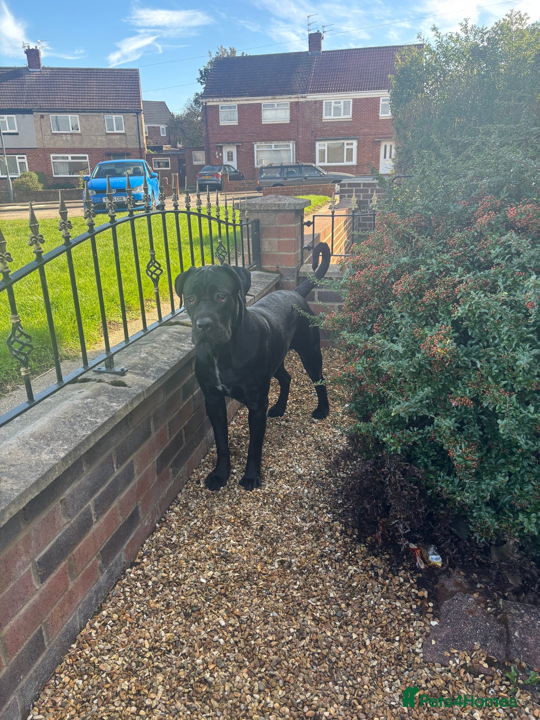 Cane Corso dogs for sale: Cane Corso 1 year old  - Image 4