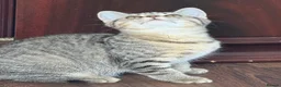 British Shorthair cats for sale: Unusual litter of British Shorthair Kittens  - Advert 7