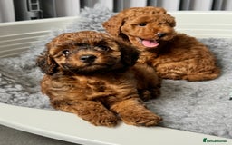 Toy Poodle dogs for sale: Kc reg toy poodle puppies - Image 9