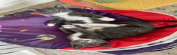 Mixed Breed cats for sale: Grey boy and girl ready for their forever homes - Advert 7
