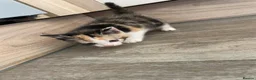 Mixed Breed cats for sale: 4 beautiful kittens looking for there forever home - Advert 17