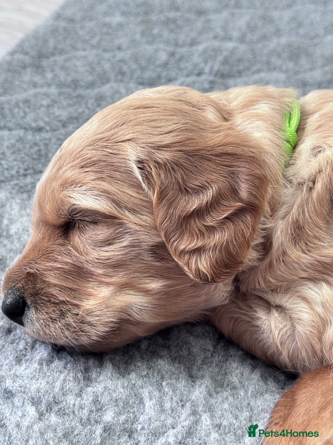 Labradoodle dogs for sale: F1b Labradoodle puppies - Image 6