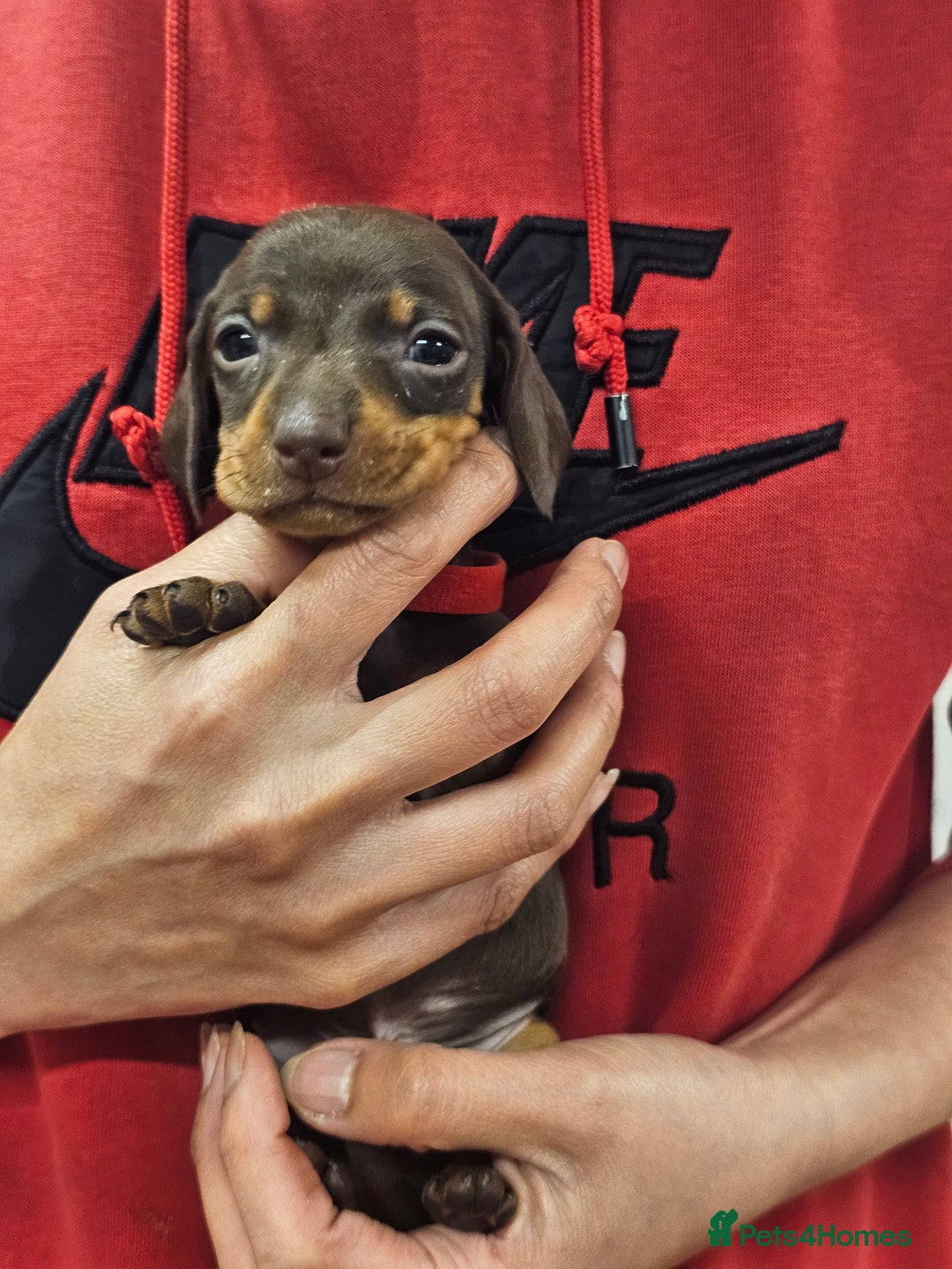Miniature Dachshund dogs for sale: KC Registered Miniature Dachshund Puppies - Image 36