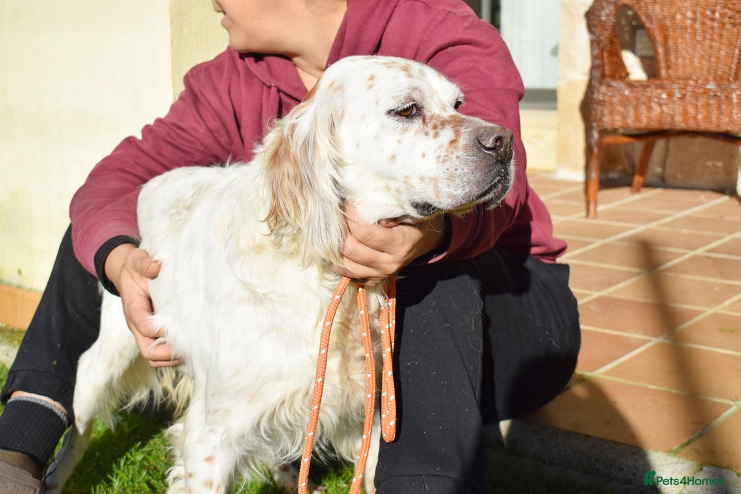 English Setter dogs for adoption: Nell  - Advert 3