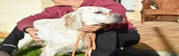 English Setter dogs for adoption: Nell  - Advert 3