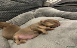 Chihuahua dogs for sale: One of a kind ChiPin Puppies - Image 8