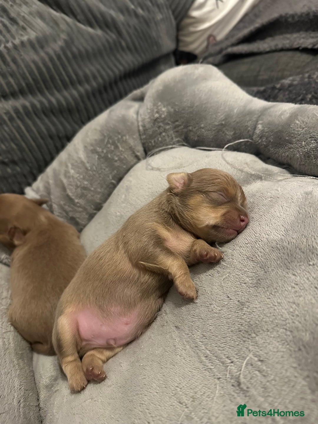 Chihuahua dogs for sale: One of a kind ChiPin Puppies - Image 8