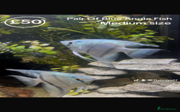 Catfish fish for sale: Fish for sale  - Image 2
