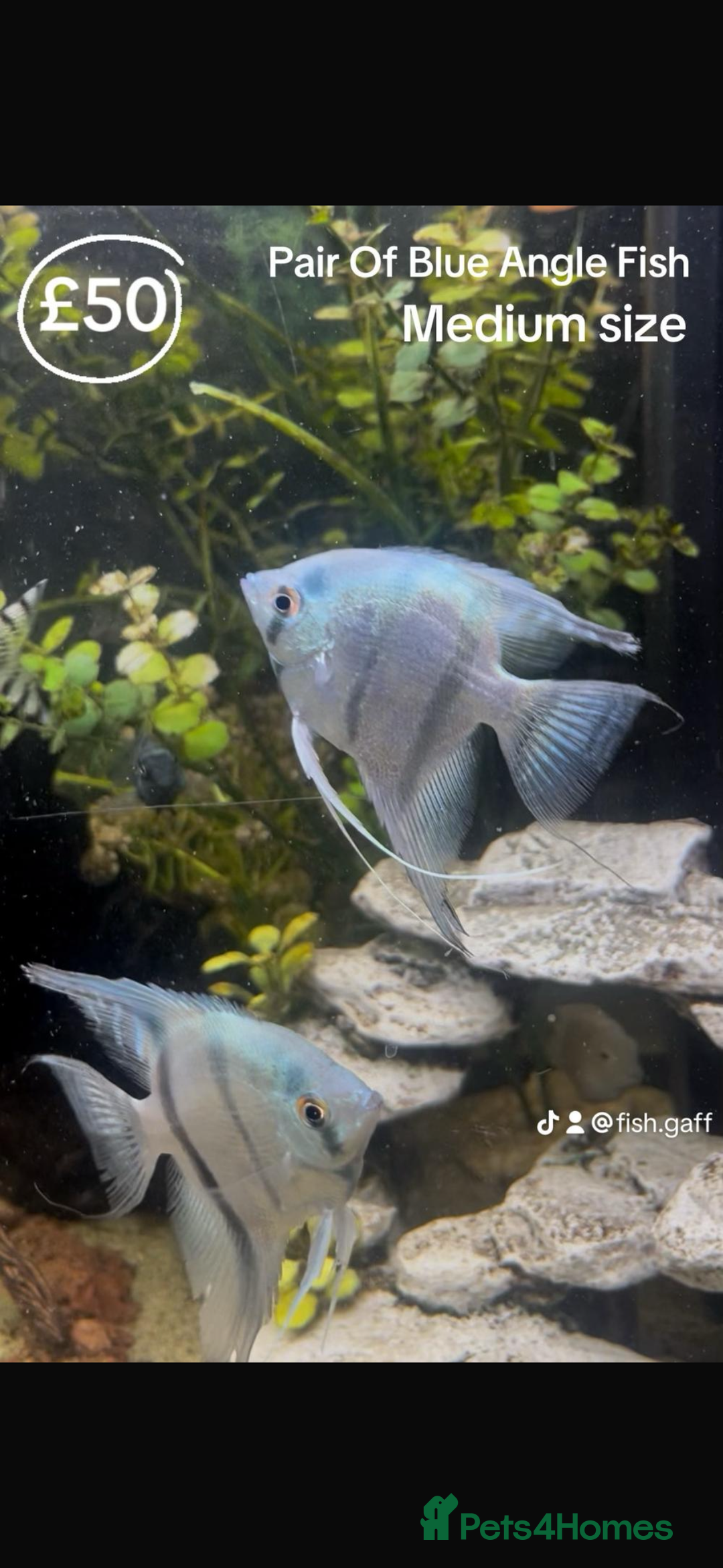 Catfish fish for sale: Fish for sale  - Image 2