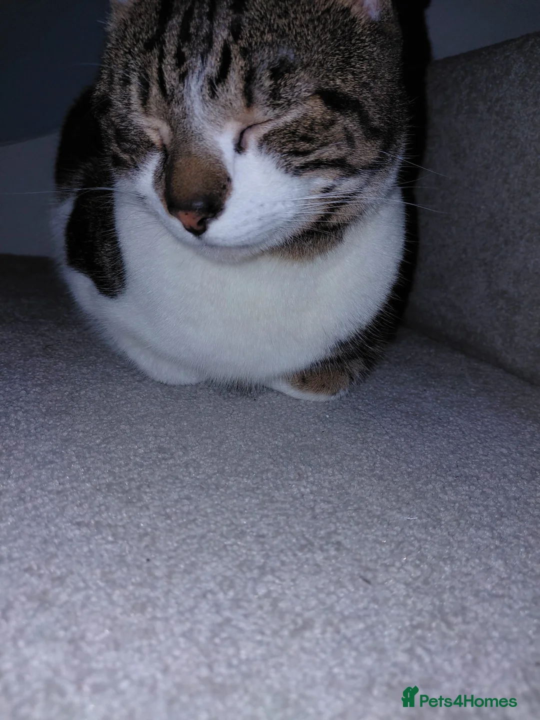 Mixed Breed cats for sale: 2 and a half year male cat - Advert 2