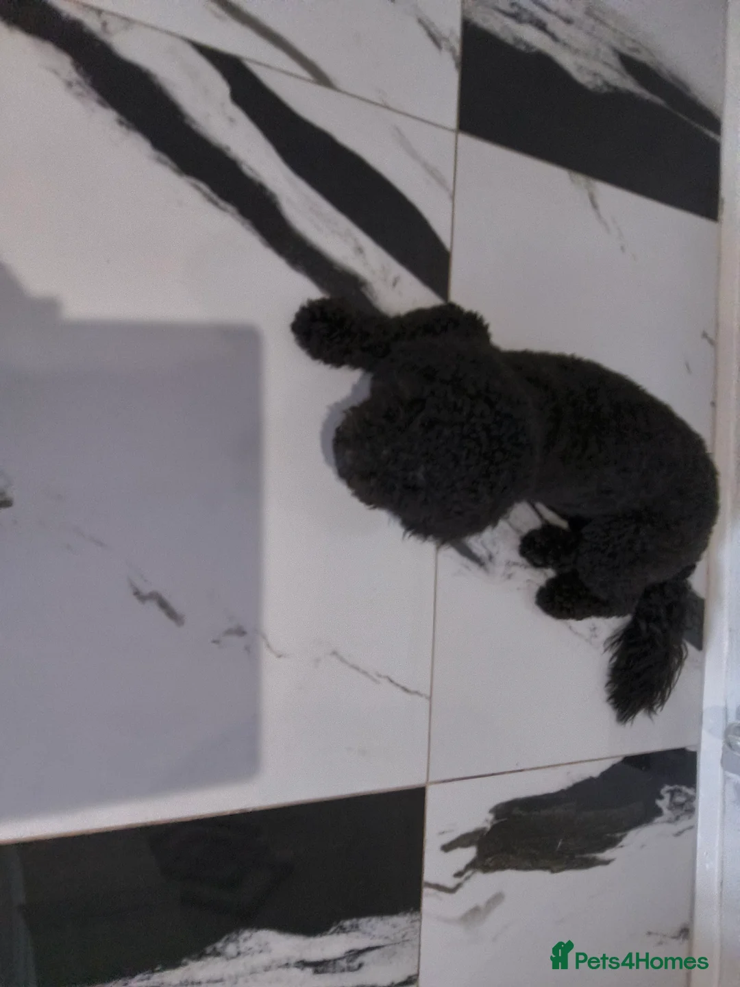 Cockapoo dogs for sale: Looking to rehome our Pup 'ROSCOE 9month old male  - Advert 5