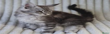 Mr Basil ( Purple) Black Silver Tabby 