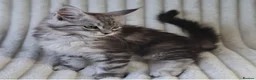 Maine Coon cats for sale: XXL Maine Coons Kittens Champion Sired  - Advert 2