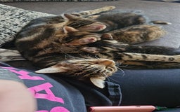 Mixed Breed cats for sale: 2 Tabby kittens  - Image 8