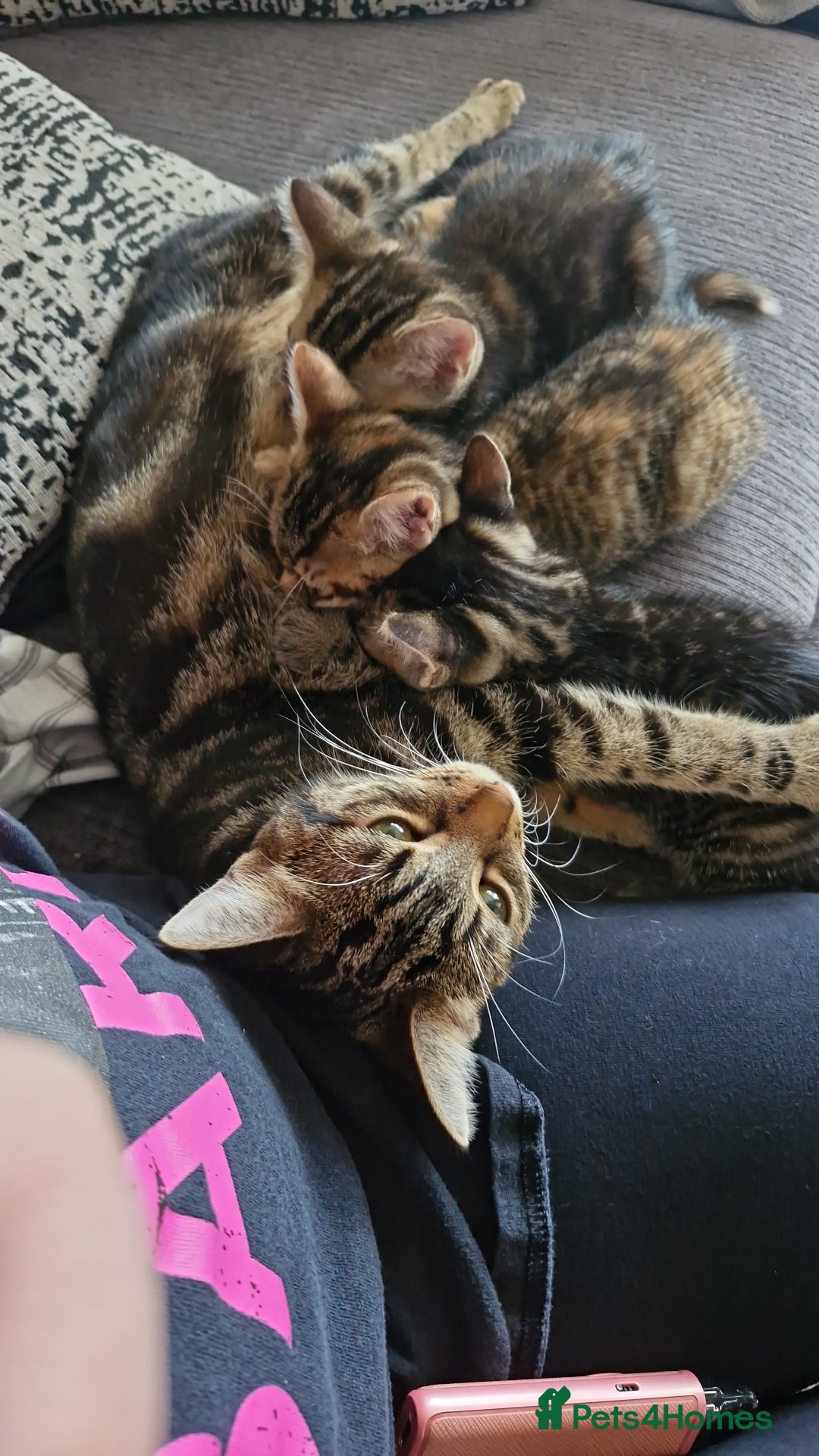 Mixed Breed cats for sale: 2 Tabby kittens  - Image 8