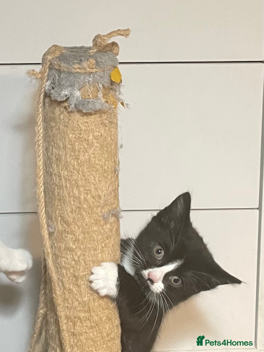 Mixed Breed cats for sale: Three energetic kittens: Noodle, Peanut and Daisy - Advert 15