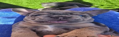 Pibble