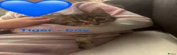 Maine Coon cats for sale: Maincoone boy kitten - Advert 7