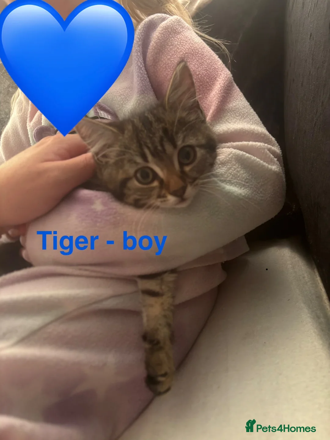 Maine Coon cats for sale: Maincoone boy kitten - Advert 7