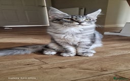 Maine Coon cats for sale: Pure maine coon kittens - Image 7