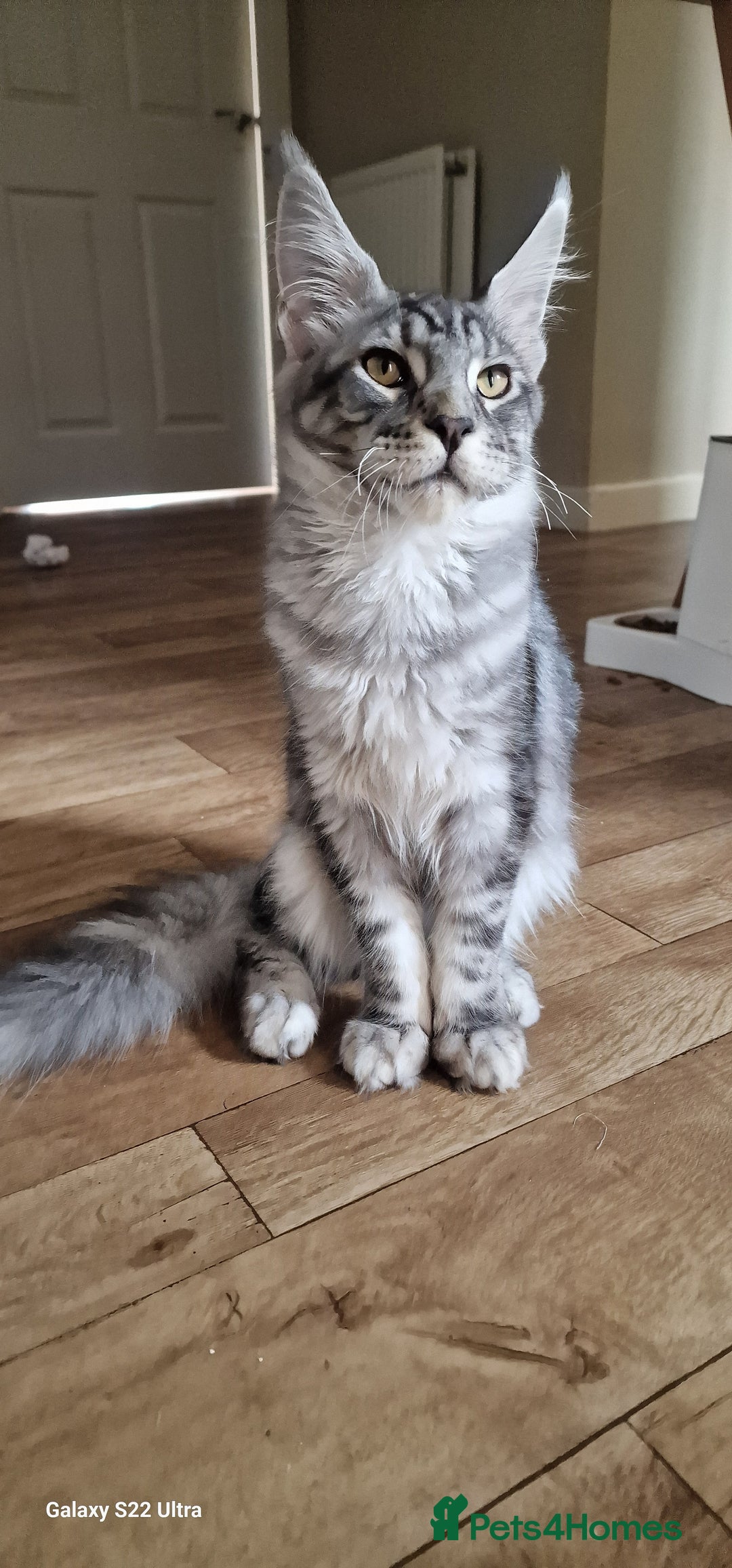 Maine Coon cats for sale: Pure maine coon kittens - Image 7