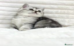 British Shorthair cats for sale: GCCF British short hair kittens for loving homes  - Image 4