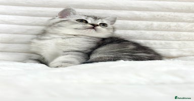British Shorthair cats - Advert 15