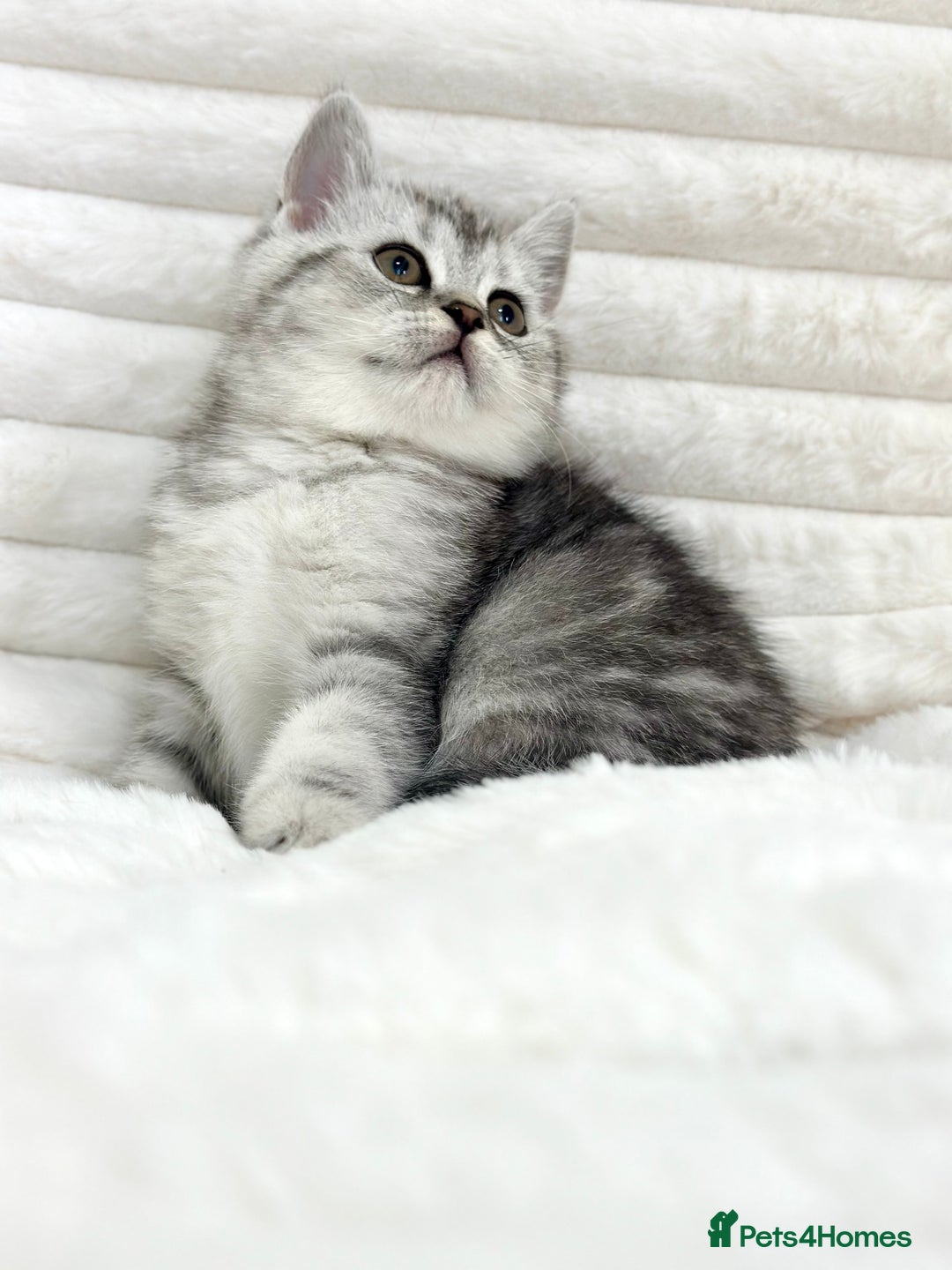 British Shorthair cats for sale: GCCF British short hair kittens for loving homes  - Image 4
