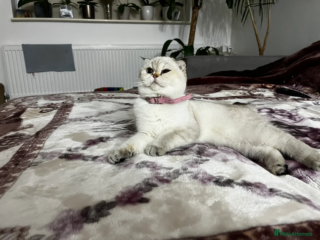 British Shorthair cats for sale: British shorthair Enzo and Misty - Advert 6