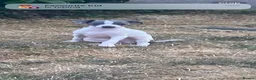 Italian Greyhound dogs for sale: Italian greyhounds - Advert 12