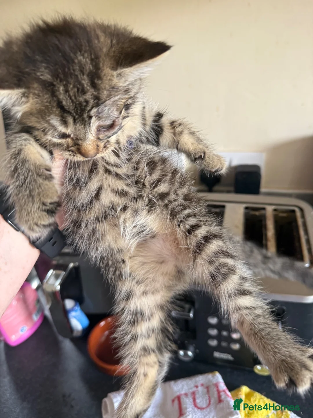 Mixed Breed cats for sale: Gorgeous kittens for sale  - Advert 1