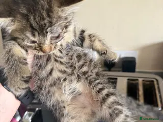 Mixed Breed cats Gorgeous kittens for sale - Advert 1