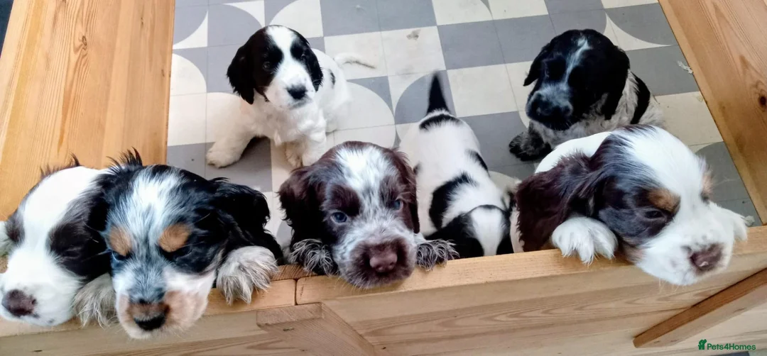 Cocker Spaniel dogs for sale:  Show Cocker Spaniels Puppies - Advert 3