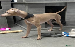 Italian Greyhound dogs for sale: Spoiled and educated Italian greyhounds need home  - Image 4
