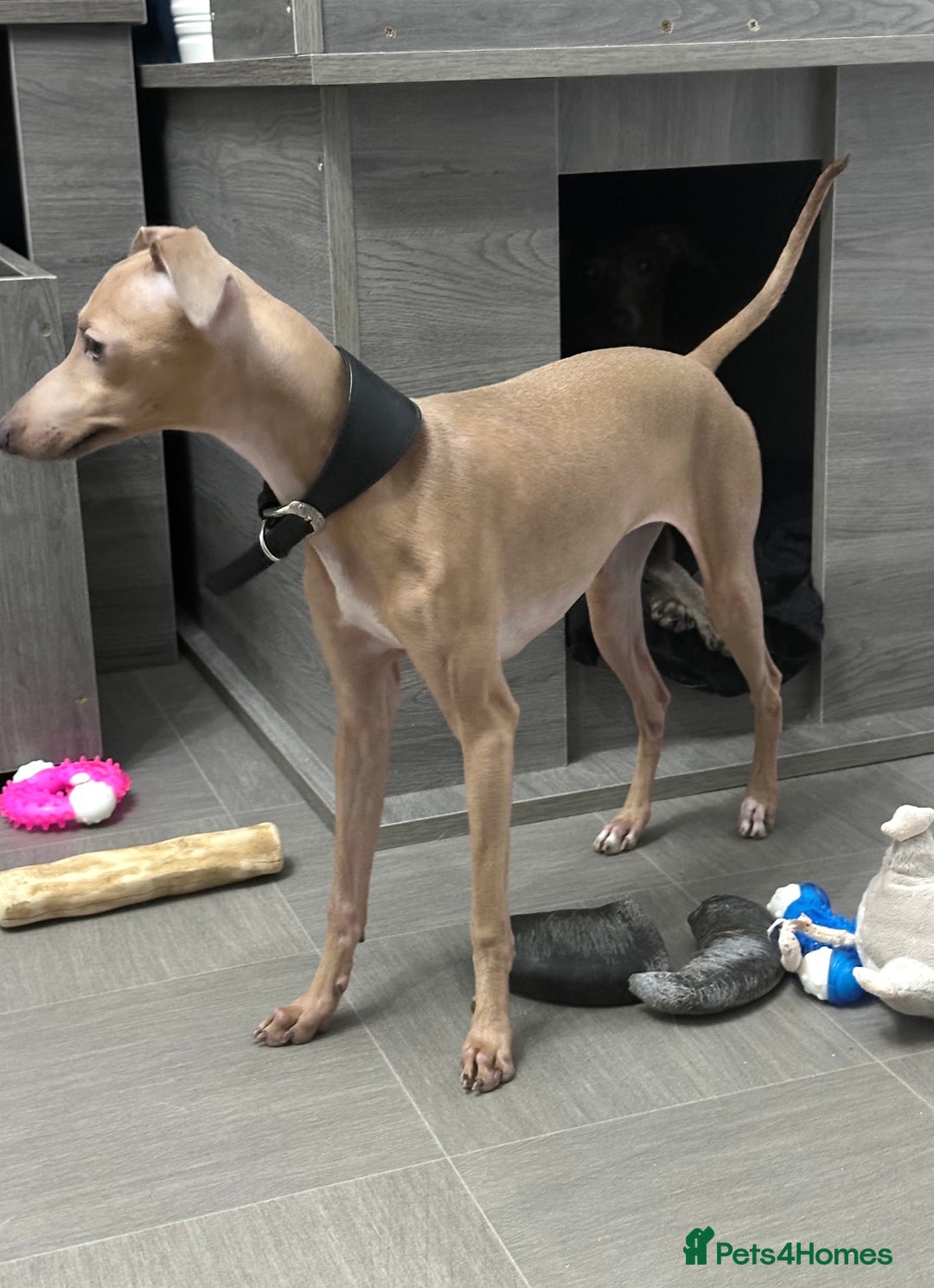 Italian Greyhound dogs for sale: Spoiled and educated Italian greyhounds need home  - Image 4