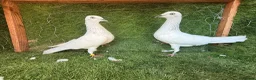 Pigeons birds for sale: Premium Breeding Pigeons Top Quality Pairs Availab - Advert 23