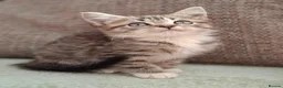 British Shorthair cats for sale: Gorgeous kittens! - Advert 14