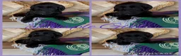 Labradoodle dogs for sale: Multigen Prestige Australian Labradoodle puppies💜 - Advert 4