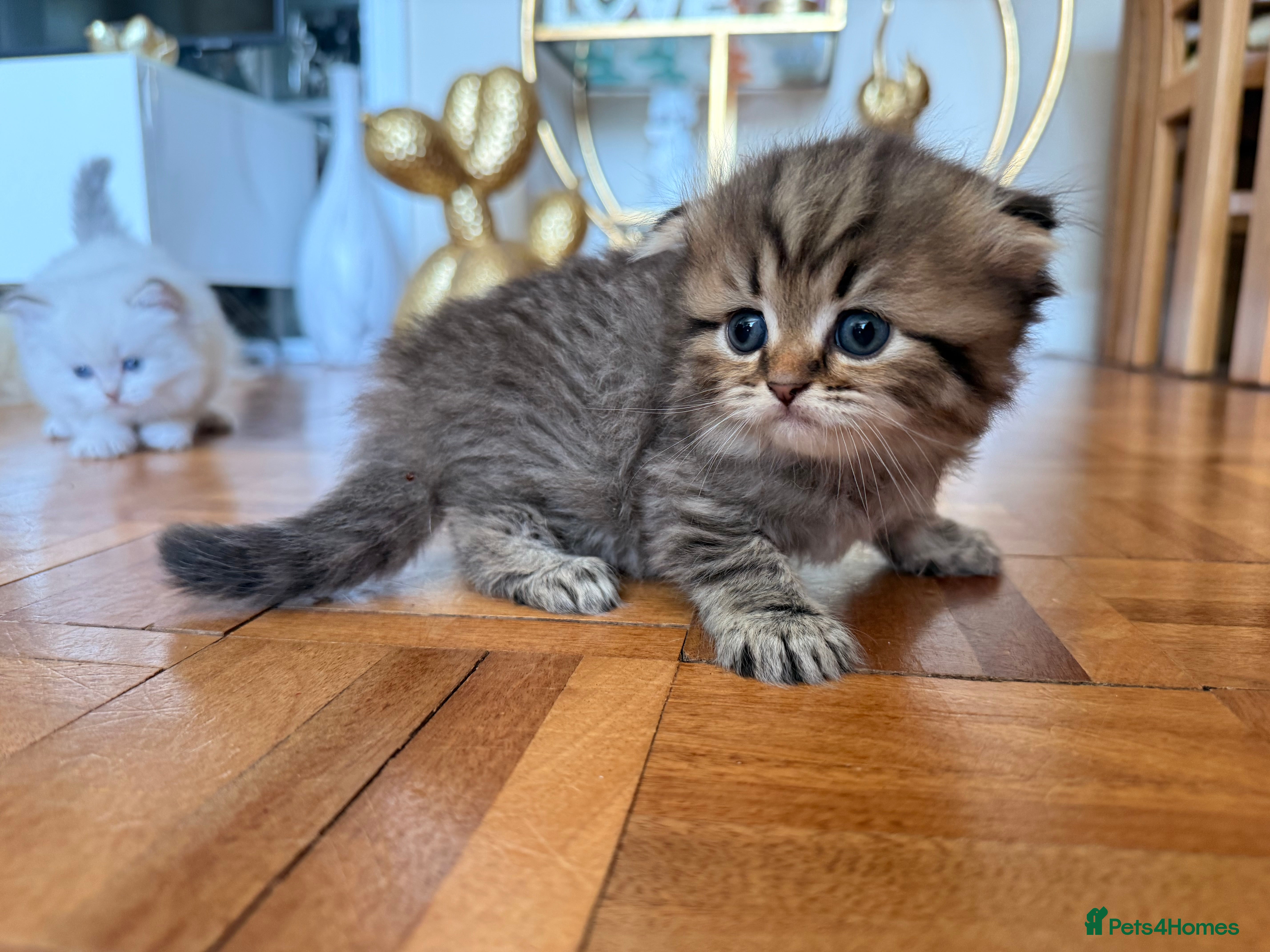 British Longhair cats for sale: Beautiful rainbow litter now available to reserve - Advert 10